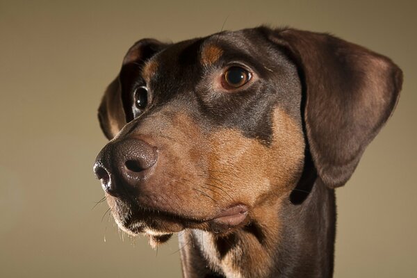Cabeza de perro marrón con ojos marrones