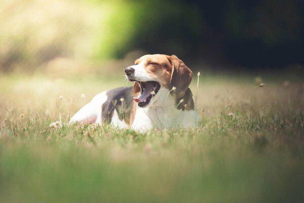 Fröhlicher Hund spazieren im Feld