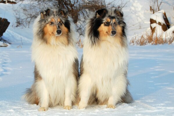 Psy chodzą po zaśnieżonym lesie. Pies rasy collie