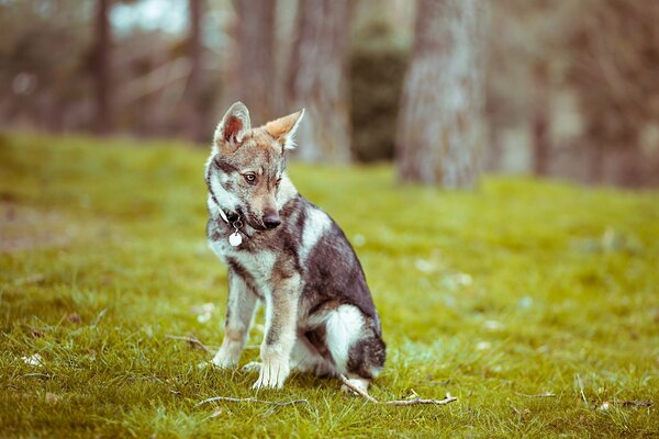 Le chien est intéressé par le bruit autour