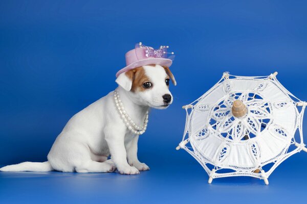 Photo shoot of a puppy in a hat next to an umbrella