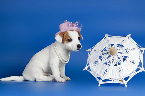 Servizio fotografico di un cucciolo con un cappello accanto a un ombrello