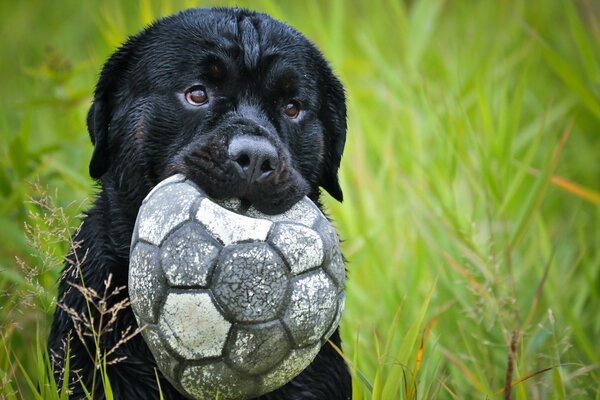 Black dog with a soccer ball