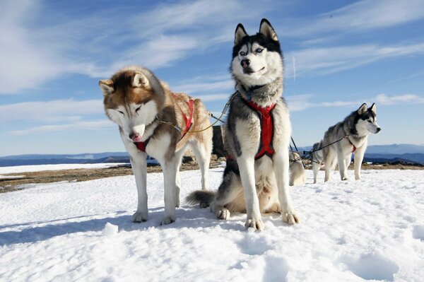 Three husky dogs in harness in winter