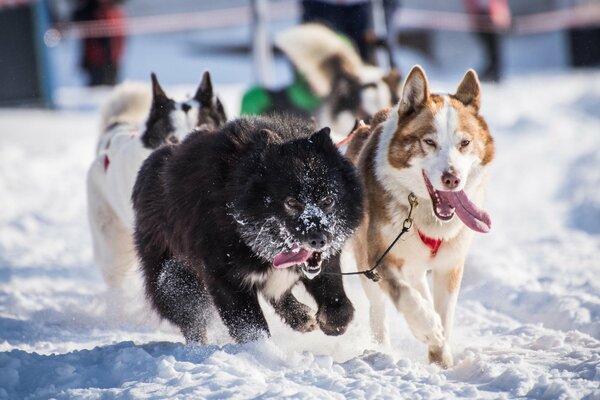 Husky w zaprzęgu biegają po śniegu