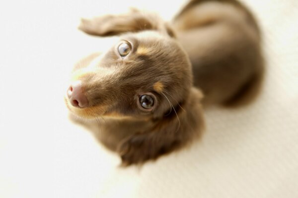 Pequeño cachorro. Perro con ojos bonitos