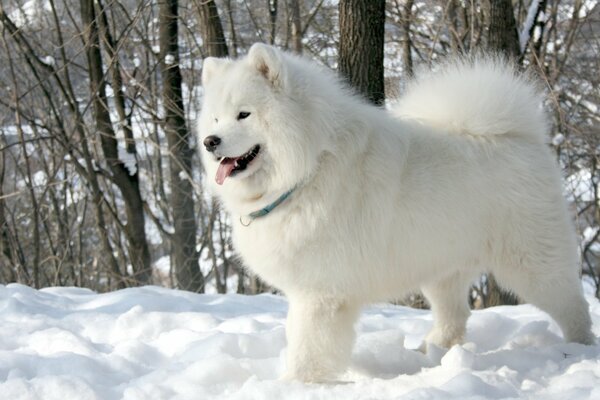 Chien blanc Samoyède