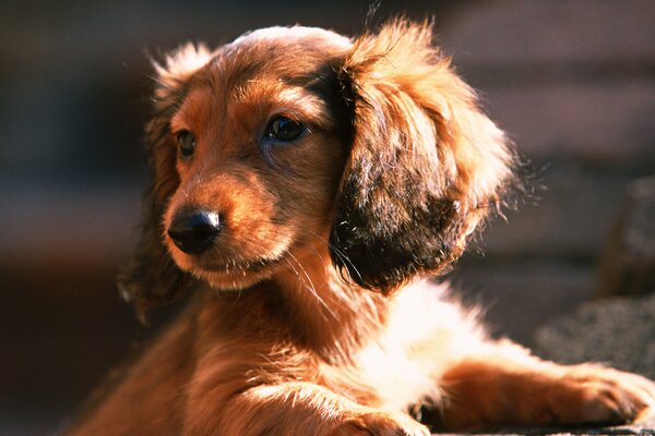 Cute dachshund puppy in the sun