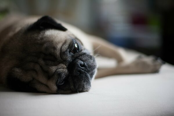 Lindo hocico de un Pug acostado