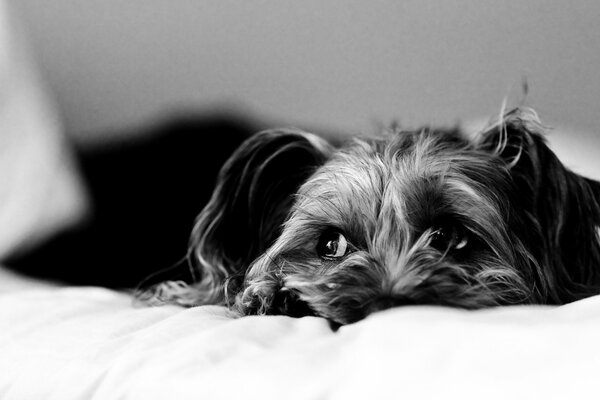 Photo en noir et blanc avec un chien couché sur un drap