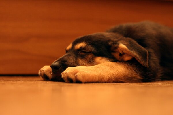 Cute Shepherd puppy dog