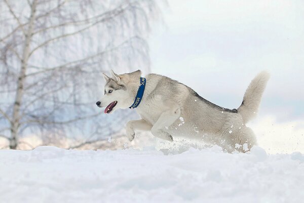 Tiefer, lockerer Schnee für den Hund ist es schwer zu laufen
