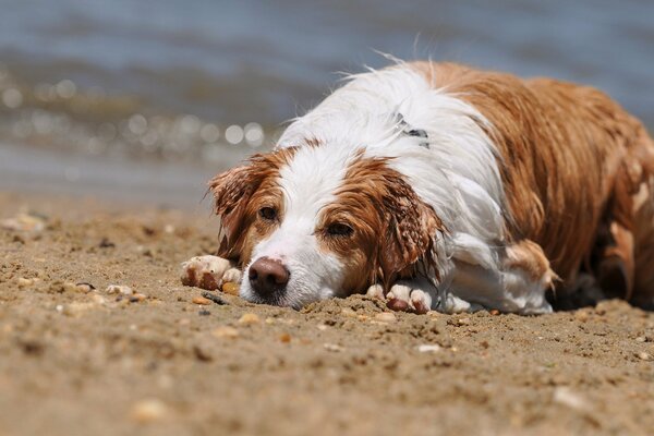 Забавная Мокрая собака на пляже