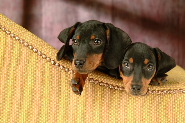 Two puppies of a black dachshund