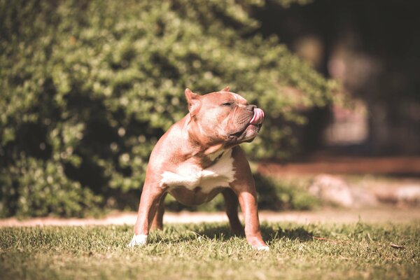 A dog in a boxing stance on the lawn