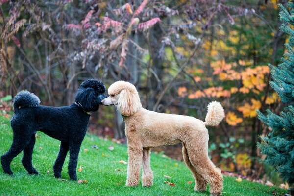 Two poodles met in nature