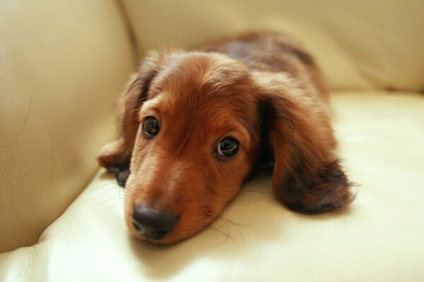 Cachorro de Dachshund peludo marrón