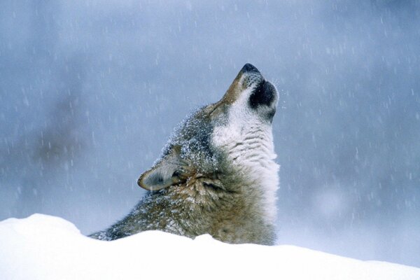 En hiver, un loup hurle dans la neige