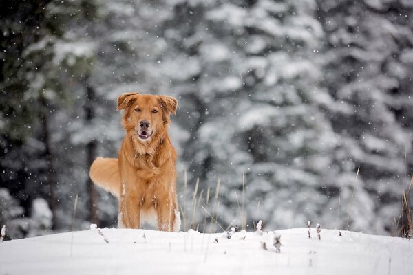 Chien roux sur la neige blanche