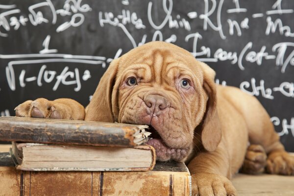 Un chiot aux cheveux roux essaie la science sur la dent