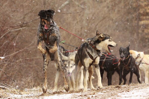 Trineo de perros en el trabajo en invierno