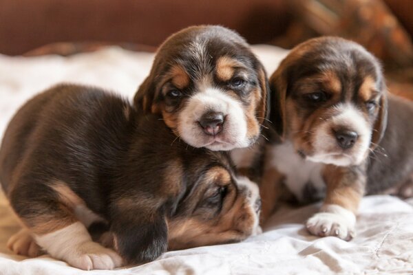 Three little brown beagle puppies