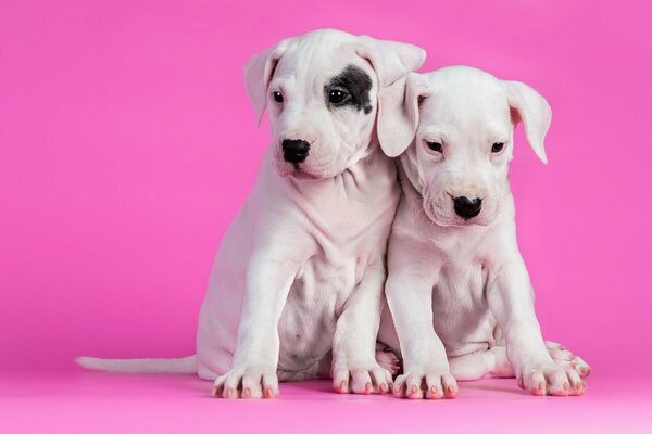 Two white puppies on a pink background