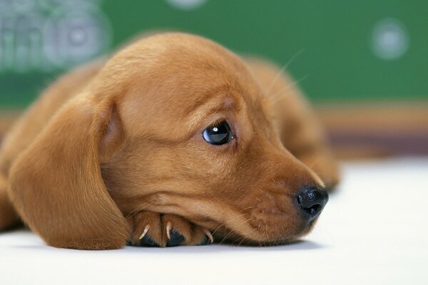 Chiot attendant ses amis