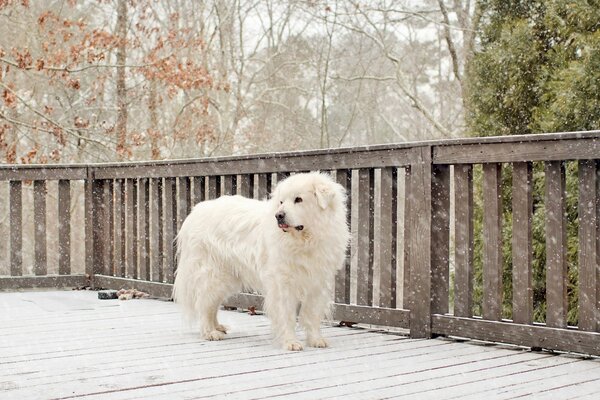 Chien blanc solitaire dans la rue en hiver