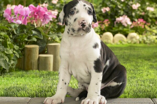 Ein gefleckter Hund auf einem schönen Hintergrund von Blumen