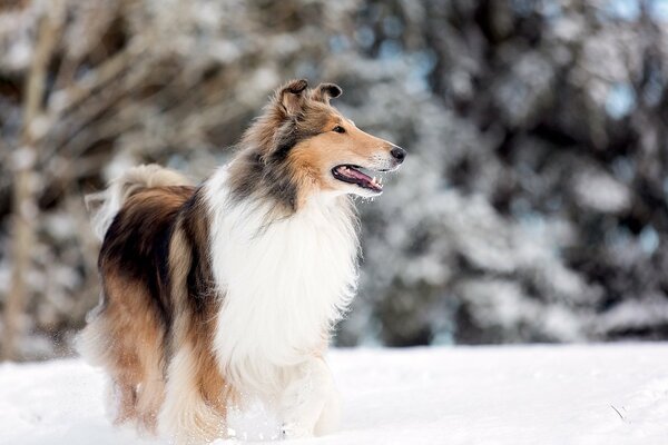 Collie in the park in the snow