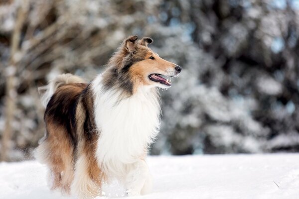 Collie nel parco sulla neve