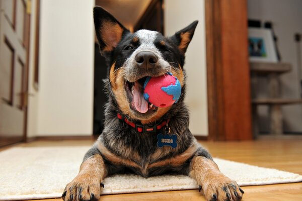 Amigo del hombre jugando a la pelota