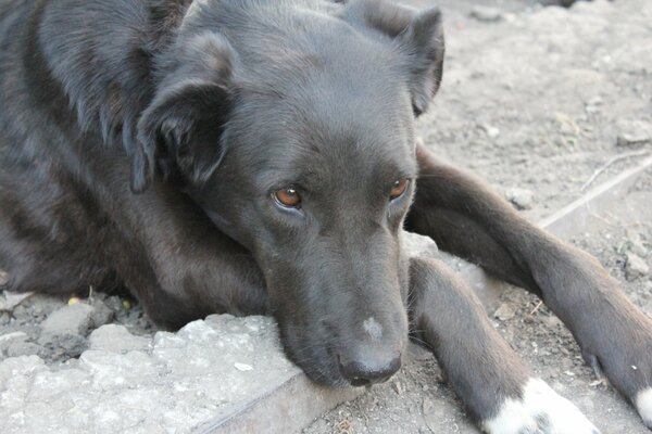 Perro triste yace en el Suelo