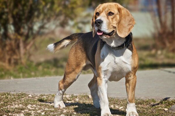 Der Beagle-Hund schaut zur Seite