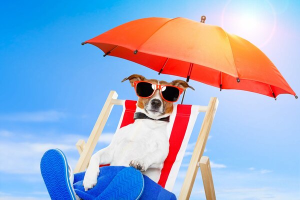 Jack Russell on a chaise longue in red glasses, slippers and under an umbrella