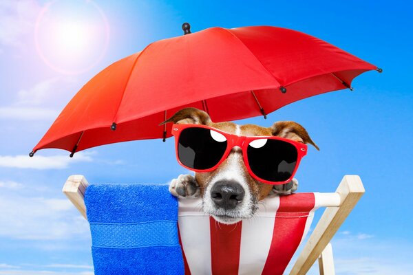 Pies Jack Russell na leżaku pod parasolem w okularach