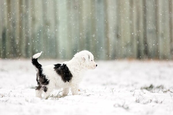 Petit chiot noir et blanc sur le côté