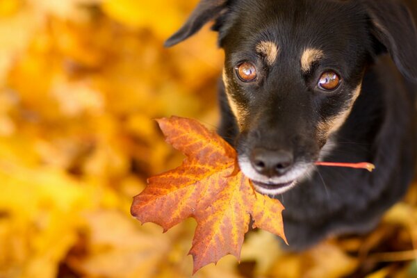 Il cane guarda con uno sguardo triste e tiene la foglia