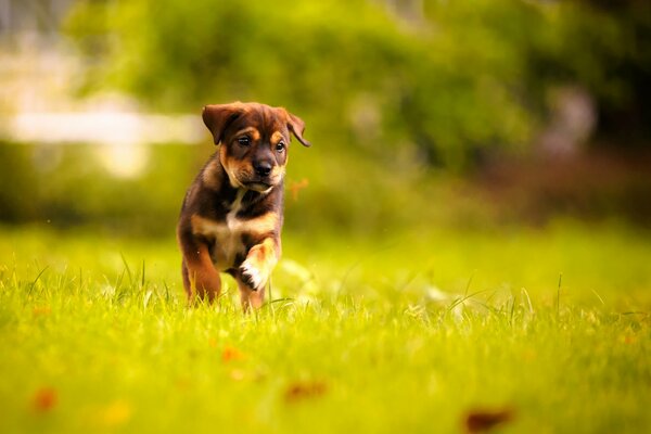 Cute playful puppy on the green grass