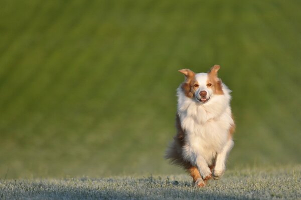 Der Hund auf dem Feld wartet auf das Team