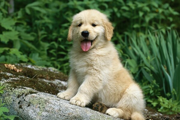 Lindo, pequeño cachorro, blanco