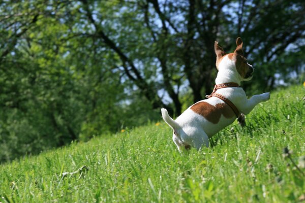 Jack russell terrier biegnie po zielonej trawie