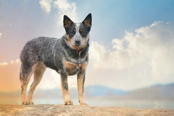 Australian shepherd dog with a kind look