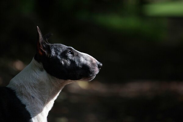 Foto de perfil de Bull Terrier en blanco y negro