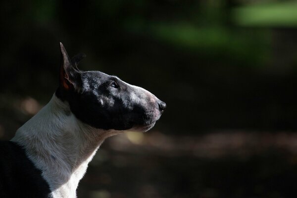 Zdjęcie czarno-białego Bull terriera w profilu