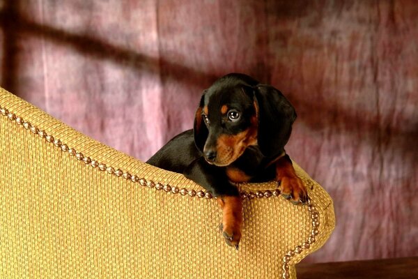 The dachshund is pressed against the back of the chair