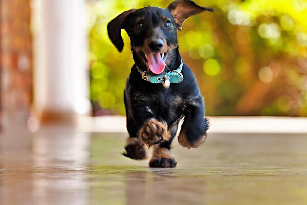 Cute dachshund runs with his tongue hanging out