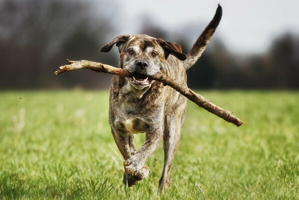 Mastín italiano, corre con un palo