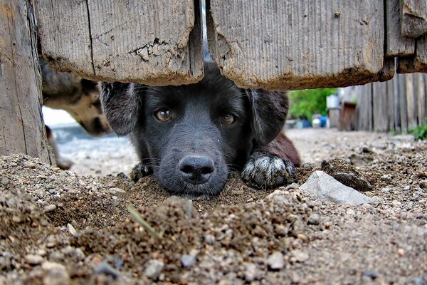 Trauriger schwarzer Hund im Dorf